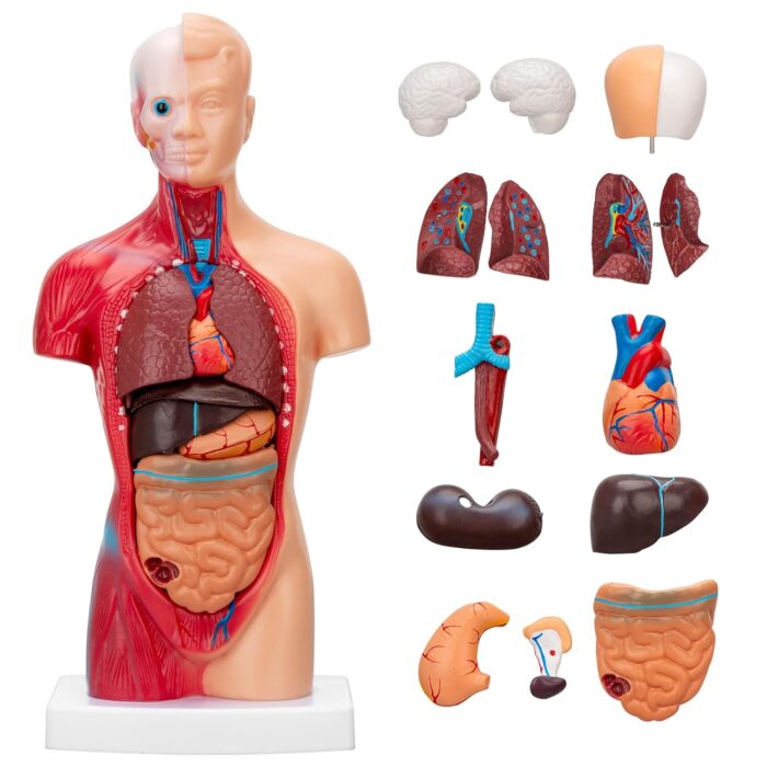 human body anatomy model